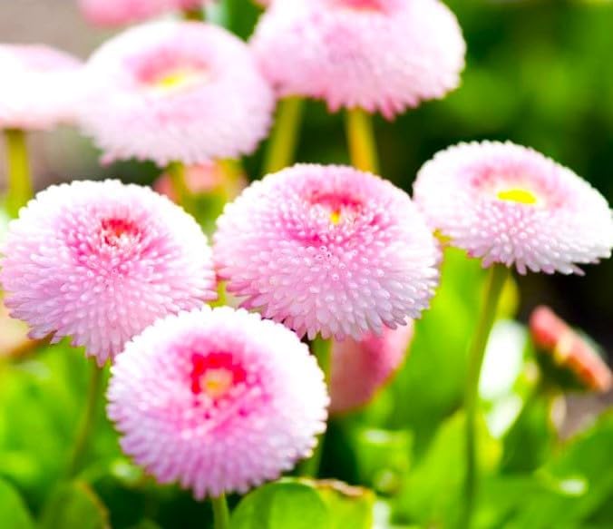 English Daisy Pompon Seed Mix 400+ Seeds for Planting Non-GMO