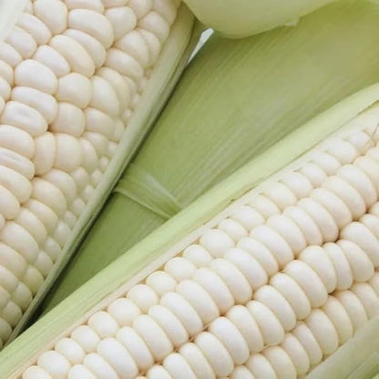 30pcs White Corn Seeds - Heirloom, Sweet Corn - The King of All White Varieties, Tall Stalks, Creamy Kernels - Non-GMO, Open-Pollinated