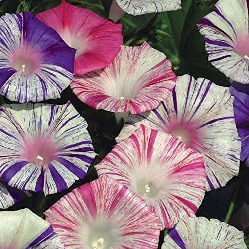 Seeds Flowers Morning Glory Carnival Mix - 25 Seeds