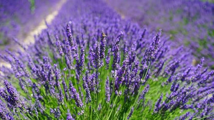 Gardenera Lavender Planting Mix - Promote Healthy Root Development and Aromatic Flowers - 4 QUARTS