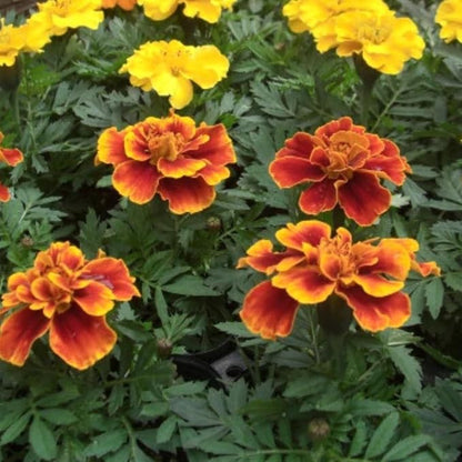 4 Mix Marigold Plants Live Marigold Flowers Live Plants, Between 4 and 8 Inches Long Starter Plant, Outdoor or Indoor