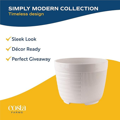 Costa Farms Bonsai Miniature Tree Live Plant in Decorative Pot, Easy Indoor Houseplant, Assorted Variety, Zen Home, Room, or Office Decor, House Warming or Birthday Gift, 12-15 Inches Tall