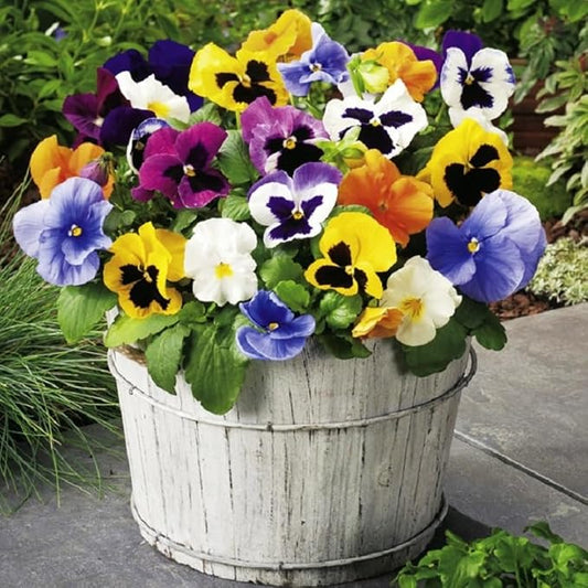 Seeds Viola Swiss Mix - Perennial Flowers for Planting - GMO Free