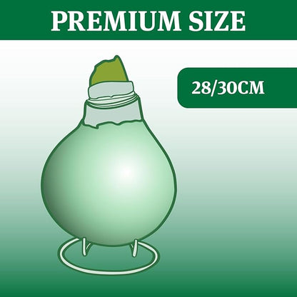 Red Base Waxed Amaryllis Flower Bulb with Stand, No Water Needed