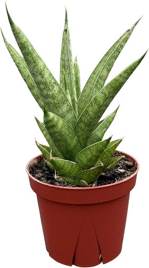 CoollectivePlants Sansevieria Pagoda Green – Live Snake Plant in 4″ Grower’s Pot, Layered Foliage, Easy Care Indoor Houseplant - Includes UniHeat Pack for Winter Protection