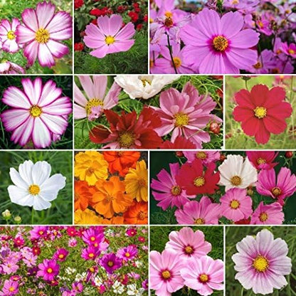 Non GMO Bulk Cosmos Mix Flower Seed (25 LB)