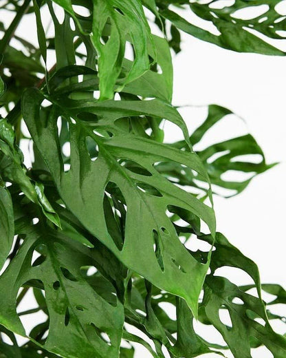 Gardenera Monstera Adansonii Growing Medium - Enhance Aeration, Drainage & Nutrient Delivery - 3 Quart