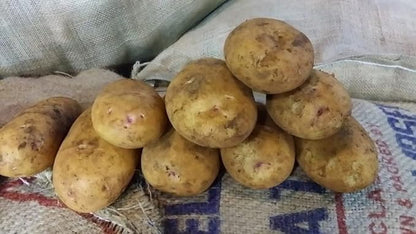 Simply Seed™ - Gold Rush Russet Potato Seed 5 Pounds - Naturally Grown - Non GMO -American Raised- Ready for Planting