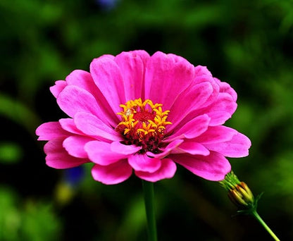 Zinnia Elegans Seeds Mix for Planting - 1000 Zinnia Elegans Seeds Flower Seeds for Outdoor Home Garden Flower Seeds Gardening Supplies