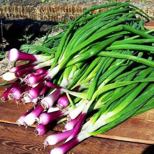 Seeds Red Welsh Bunching Onion - Heirloom Vegetable - GMO Free