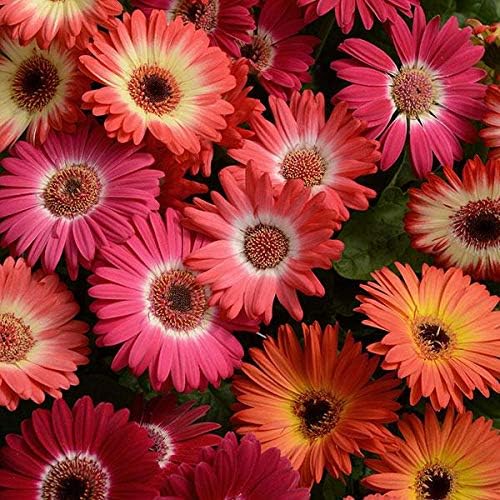 Outsidepride Bicolor Mix Gerbera Seeds - 10 Pcs Perennial, Compact & Low Maintenance, Flower Seeds for Planting w/Vibrant Mixed Blooms, Ideal for Garden Landscaping & Cut Flower Arrangements
