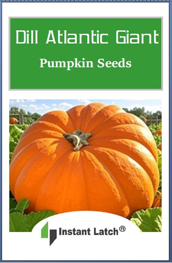 10 Dills Atlantic Giant Pumpkin Seeds for Planting Non GMO Heirloom Seeds Fresh Garden Seed