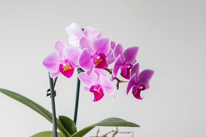 Surprise Moth Orchid Plant - Phalaenopsis - 2" Pot - Easy House Plant