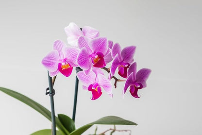 Surprise Moth Orchid Plant - Phalaenopsis - 2" Pot - Easy House Plant
