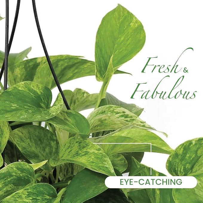 American Plant Exchange Marble Queen Pothos – Live 8-Inch Hanging Basket, Easy-Care Air Purifying Trailing Vine, Fast-Growing Houseplant for Hanging Planters, Shelves & Indoor Home or Office Décor