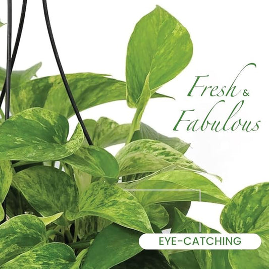 American Plant Exchange Marble Queen Pothos – Live 8-Inch Hanging Basket, Easy-Care Air Purifying Trailing Vine, Fast-Growing Houseplant for Hanging Planters, Shelves & Indoor Home or Office Décor