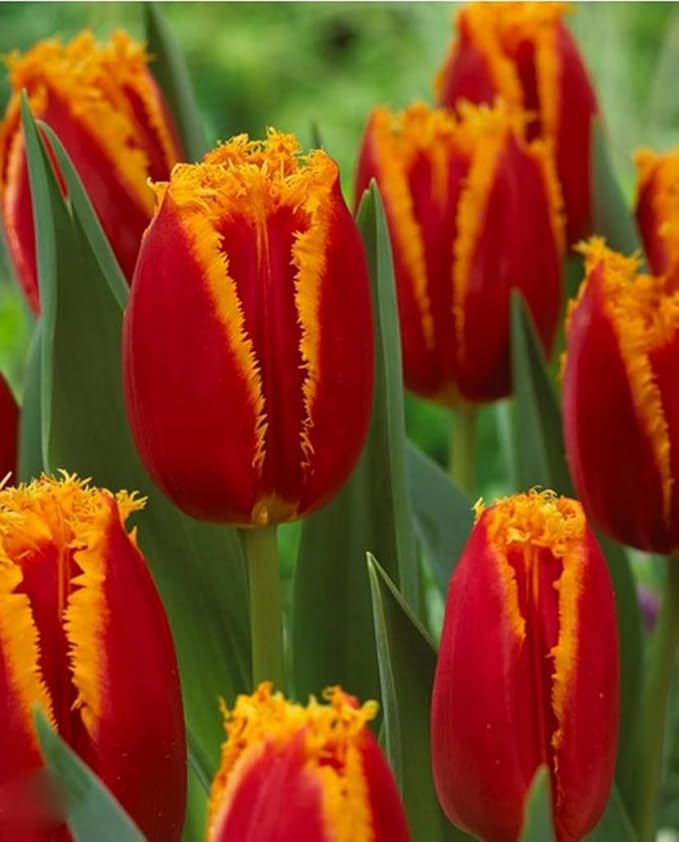 50PCS Rainbow Tulip Bulbs Fringed Mixture Tulips Flower Bulbs Fall Planting for Spring Blooms