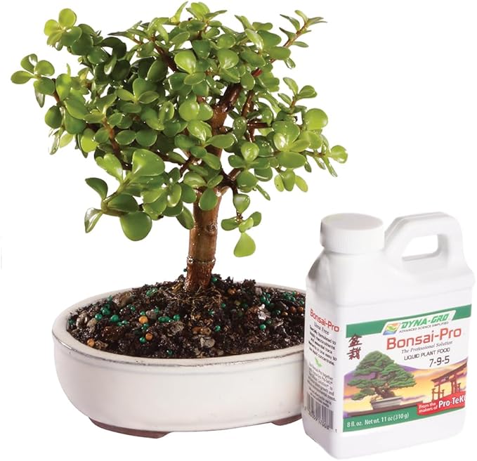 Brussel's Bonsai Live Dwarf Jade Bonsai Tree, Indoor - Small, 3 Years Old, 5 to 8 Inches Tall - Decorative Ceramic Bonsai Pot and Bonsai Fertilizer