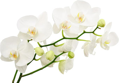 Surprise Moth Orchid Plant - Phalaenopsis - 2" Pot - Easy House Plant