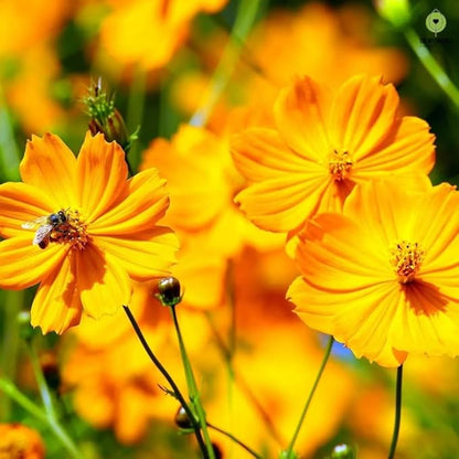 2000+ Mixed Cosmos Seeds for Planting-Cosmos Flower Seeds- Bright Lights Perennial Flower Seed for Outdoor Garden