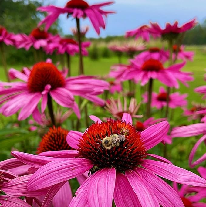 200 Pcs Purple Coneflower/Echinacea Chrysanthemum Flower Seeds for Planting - Non-GMO Heirloom