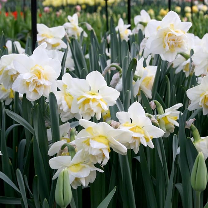 White Lion Double Daffodil Flower Bulbs - 5 Bulbs per Pack - Deer Resistant - Good as Cut Flowers - Naturalizing - Perennializing