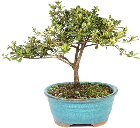 Brussel's Bonsai Live Satsuki Azalea Flowering Bonsai Tree - Small, 5 Years, 5 to 8 in - Outdoor Bonsai in Ceramic Bonsai Pot