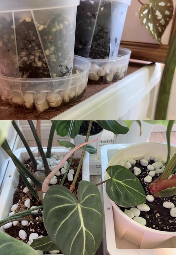 50 QT Professional Grade Horticultural Organic Vermiculite and Perlite (Large Size - Perlite, 50 QT)