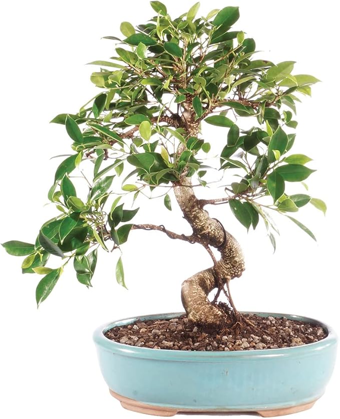 Brussel's Bonsai Live Golden Gate Ficus Indoor Bonsai Tree - Large, 10 Years, 16 to 20 In - Live Bonsai Tree in Ceramic Bonsai Pot