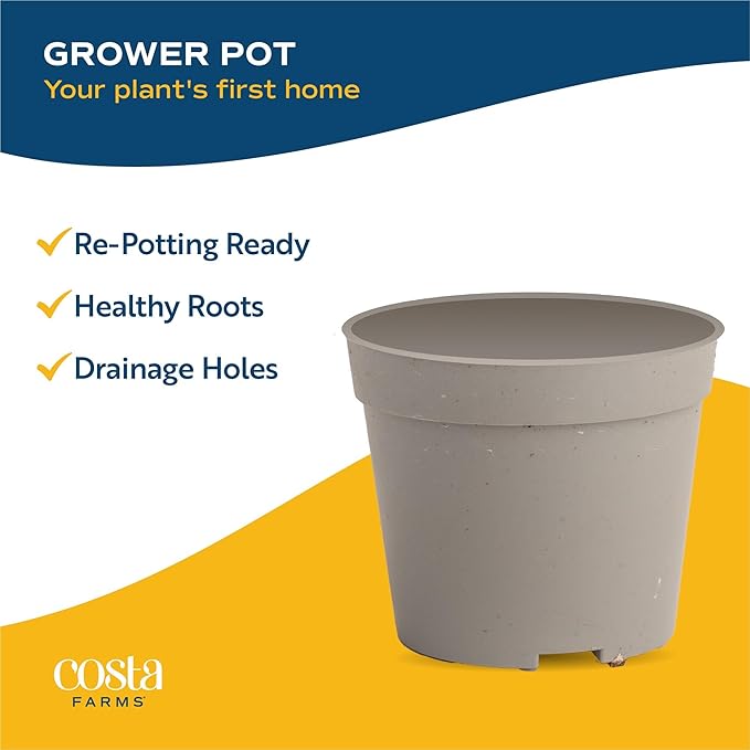 Costa Farms Live Plants (Pack of 20), Easy to Grow Live Indoor Houseplants in 2.5-Inch Plant Pots, Hand-Selected Varieties, Home and Room Decor