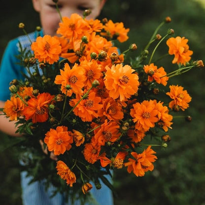 Dwarf Orange Sulphur Cosmos - 250 Seeds - Beautiful, Bright Orange Flowers, Great for Arrangements, Attracts Pollinators Non-GMO Cosmos Seeds for Planting in The Home Garden, Thresh Seed Company