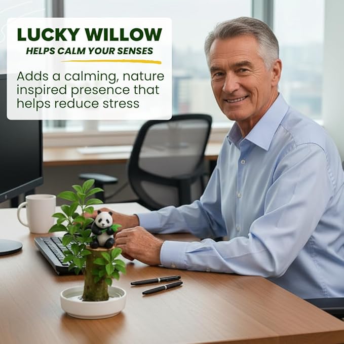 Brazilian Willow Wood Plant - Mini Brazil Lucky Wood Kit - Tray, Lucky Tree, Panda - Swelling Stage - About to Sprout, Brazilian Tree Housewarming - Office Desk Decor - Office Gift Exchange