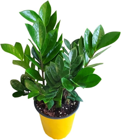 ZZ Plant Live Houseplant – Zamioculcas Zamiifolia in 6-Inch Nursery Pot – Easy Care Indoor Plant for Low Light – Air Purifying, Drought Tolerant – Overall Height 14" to 18"