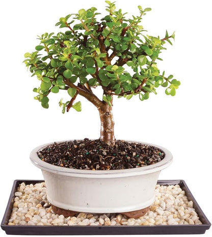 Brussel's Live Dwarf Jade Indoor Bonsai Tree - 5 Years Old; 8" to 12" Tall with Decorative Container, Green, Humidity Tray & Deco Rock