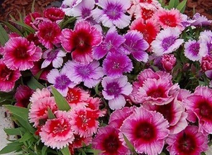 Baby Doll Dianthus Seeds - 2000 Seeds - Sun or Partial Shade - 16" Tall