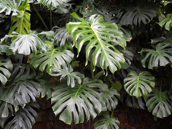 GARDENERA Monstera Borsigiana Potting Mix - Optimal Nutrients for Vibrant Growth - 1 Quart