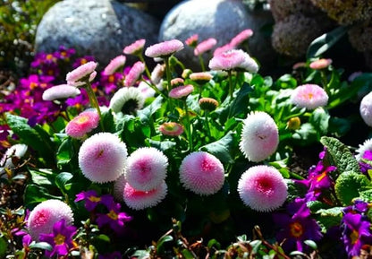 English Daisy Pompon Seed Mix 400+ Seeds for Planting Non-GMO