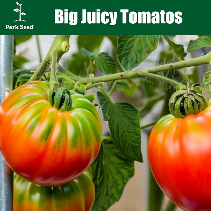 Park Seed Variety of Tomato Seeds, Planting Vegetables, Easy to Grow, Non-GMO, Perfect for Harvesting, Big Beef Hybrid, Pack of 30