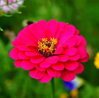 Zinnia Elegans Seeds Mix for Planting - 1000 Zinnia Elegans Seeds Flower Seeds for Outdoor Home Garden Flower Seeds Gardening Supplies