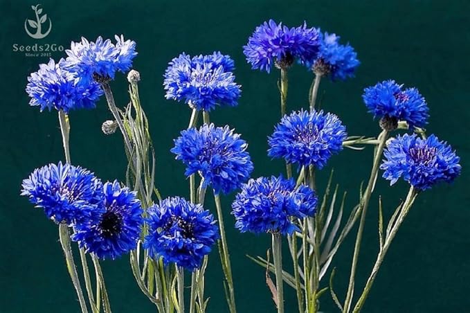 Dwarf Blue Cornflower (Bachelor's Buttons, Dwarf Blue Jubilee Gem) Seeds - Centaurea cyanus, Pack of 1000 Seeds by Seeds2Go