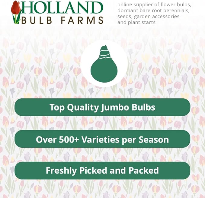 White Lion Double Daffodil Flower Bulbs - 5 Bulbs per Pack - Deer Resistant - Good as Cut Flowers - Naturalizing - Perennializing