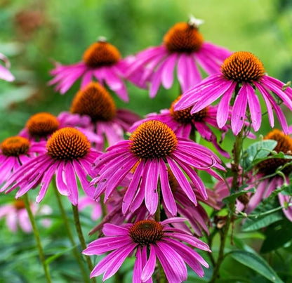 200 Pcs Purple Coneflower/Echinacea Chrysanthemum Flower Seeds for Planting - Non-GMO Heirloom