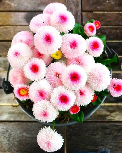 English Daisy Pompon Seed Mix 400+ Seeds for Planting Non-GMO
