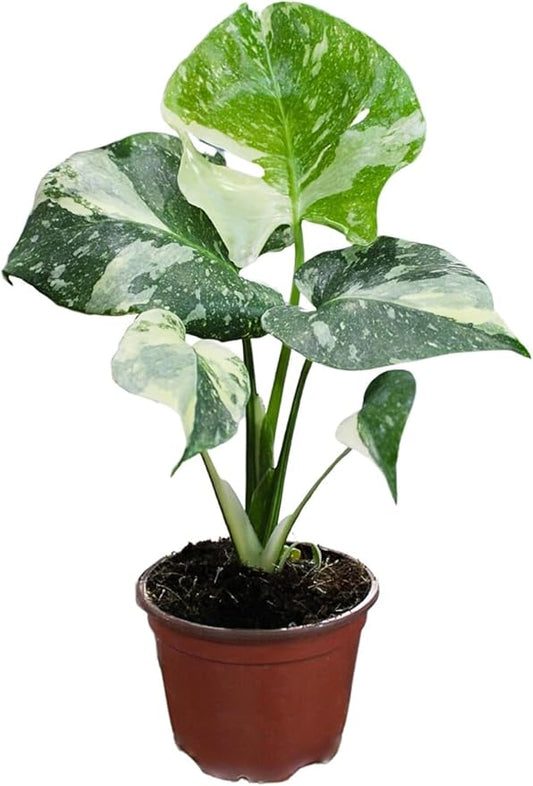 CoollectivePlants Monstera Thai Constellation – Rare Monstera Live Plant in 4″ Grower’s Pot, Low Maintenance Indoor Houseplant, Includes UniHeat Pack for Winter Protection