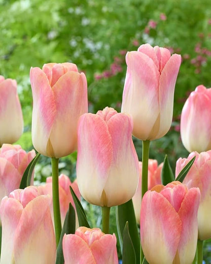 Prechilled Strawberries and Cream Tulip Bulbs to Force Indoors - Grow in Just Water Indoors Now (10 Bulbs)
