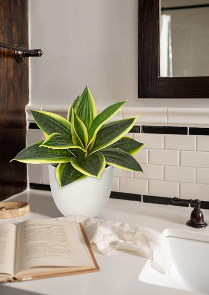 Hollyone Artificial Snake Plants 9" Faux Agave Succulent Plant Potted in White Pot Fake Sansevieria Aloe Tropical Plant for Desk Modern Office Home Bathroom Indoor Outdoor Decor