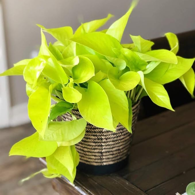 American Plant Exchange Neon Pothos – Live 6-Inch Potted Climbing Vine, Easy-Care Air Purifying Houseplant, Fast-Growing Indoor Plant for Home, Office, Bedroom, Living Room & Indoor Jungle Décor
