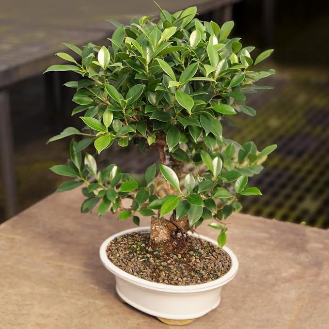 Brussel's Bonsai Live Golden Gate Ficus Indoor Bonsai Tree - Large, 10 Years, 16 to 20 In - Live Bonsai Tree in Ceramic Bonsai Pot and Humidity Tray