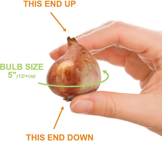 Garden State Bulb Bright Sunshine Mix Single Late Tulip Flower Bulbs, 12/+ cm, Fall Planting (Bag of 250)