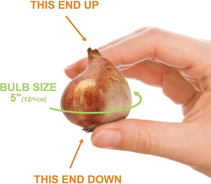 Garden State Bulb Bright Sunshine Mix Single Late Tulip Flower Bulbs, 12/+ cm, Fall Planting (Bag of 50)